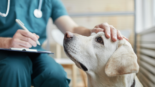 Veterinary Services